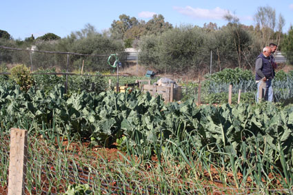 HuertosSociales_IV